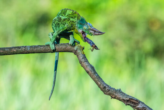 Green chameleon perched on a thin tree branch in the wild forest foliage with chameleon