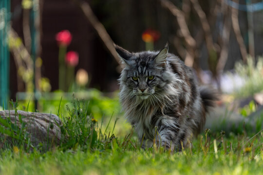 Fluffy gray Maine Coon cat stands alert on green grass. Green eyes stare directly at the camera. Dense fur and raised ears show curiosity. Blooming pink and red flowers blur softly behind