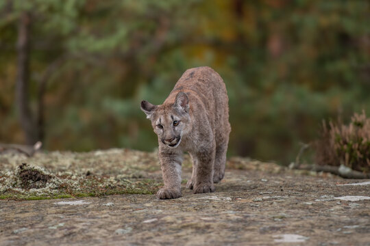 Cougar (Puma concolor), also commonly known as the mountain lion, puma, panther, or catamount. is the greatest of any large wild terrestrial mammal in the western hemisphere.