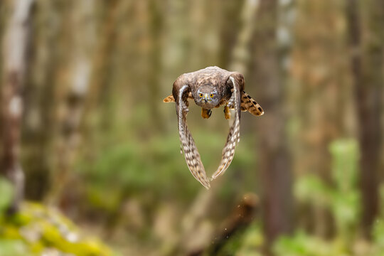 The hawk (Accipiter gentilis) is a medium-sized predator species in the family Accipitridae.