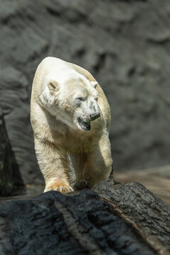 Polar Bear (Ursus maritimus) Spitsbergen North Ocean