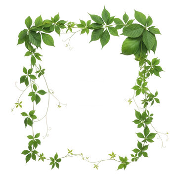 Natural green vine foliage frame isolated on transparent background for organic floral border designs