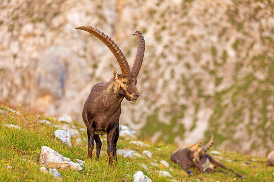 Steinbock - Walsertal - Alpensteinbock - Berge - Oberstdorf