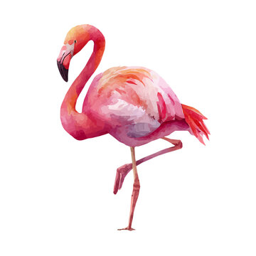 Watercolor drawing of Flamingo, on clean white background