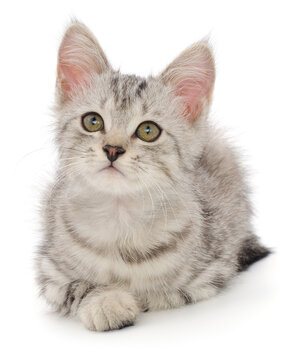 Cute Silver Tabby Kitten Lying Down Isolated on White Background