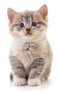 Cute Little Kitten Sitting Isolated on White Background