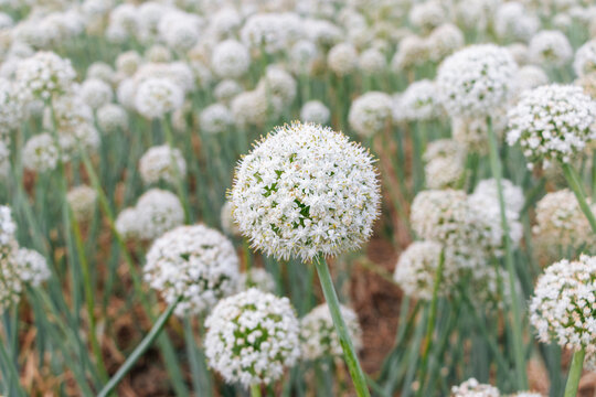 Faridpur, Dhaka Division, Bangladesh - 14 March 2025: View of white onion flowers blooming in a field during the hand pollination process with green stalks and soft daylight.