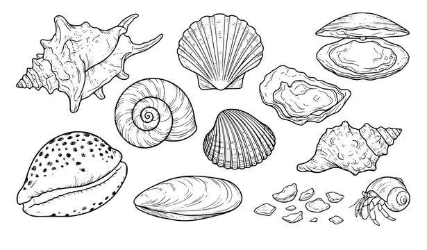Ocean Seashell Hand Drawn Coloring Book Outline Black White Vector Illustration