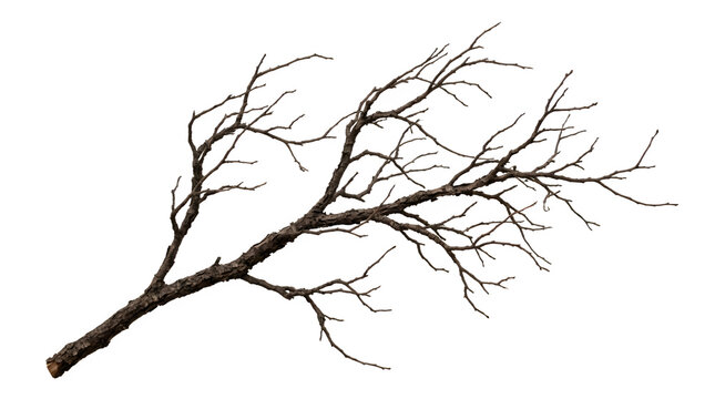 Dry bare tree branch with small twigs isolated on transparent background