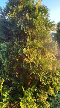 Gardener services, garden maintenance, and care. Gardener waters thuja tree in garden in yard. Watering arborvitae tree in garden. Сonifer tree Watering on sunset.