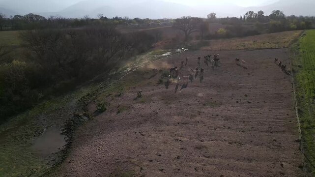 Aerial view of a wild horse herd galloping across a dusty open field
