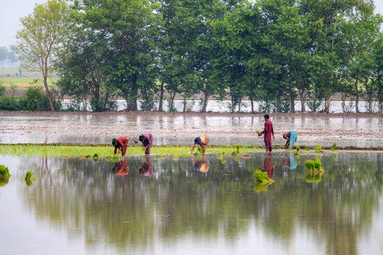 Jahanian, Pakistan - 06 July 2026: View of rice growers planting young rice seedlings in a flooded paddy field in Punjab.