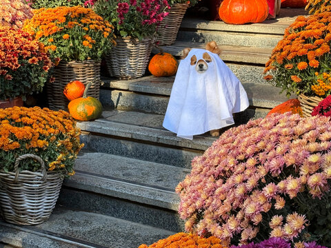 Dog in a Halloween ghost costume and autumn decor of pumpkins and chrysanthemums flowers.