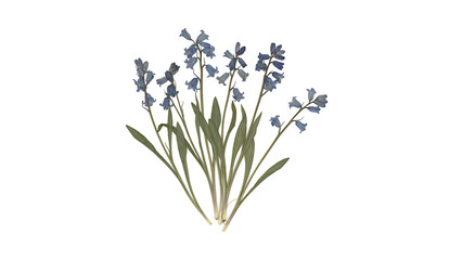 Fototapeta premium Pressed blue bellflower stems in a vintage herbarium style isolated on a transparent background