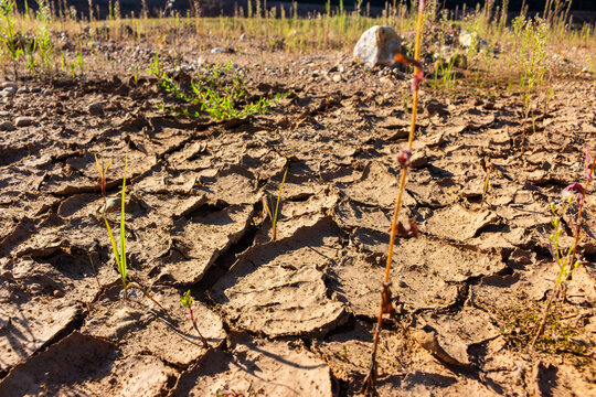 Cracked clay surface of a dried-up puddle featuring deep earthy textures and sparse vegetation with dry grass stalks in a desolate parched landscape under bright natural sunlight