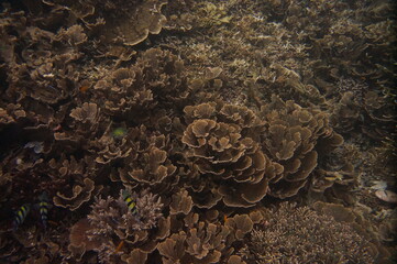 Foliose hard coral colony on a healthy reef in Arborek, Raja Ampat, Indonesia © Stanislau