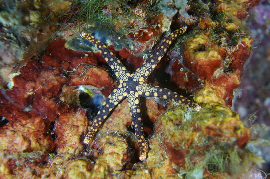 Heffernan's sea star (Fromia heffernani) underwater on a coral reef