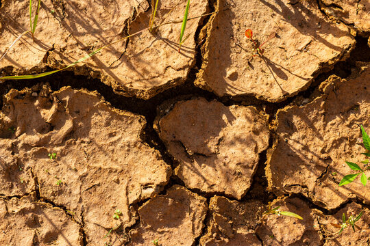 Parched cracked earth texture with dry clay soil surfaces and sparse green sprouts growing in extreme heat under direct sunlight causing desertification and severe drought conditions