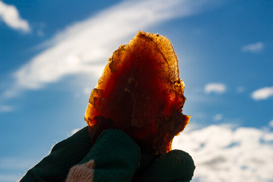 Translucent raw chalcedony flake held against bright sun, highlighting inner texture and warm amber colors, outdoor geological discovery by a rockhound enthusiast in natural daylight