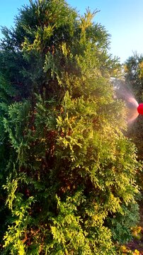 Gardener services, garden maintenance, and care. Gardener waters thuja tree in garden in yard. Watering arborvitae tree in garden. Сonifer tree Watering on sunset.