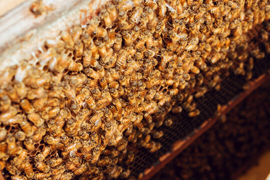 Munshiganj, Dhaka Division, Bangladesh - 13 January 2025: View of a dense cluster of honeybees covering a honeycomb frame during a honey harvest in a local apiary.