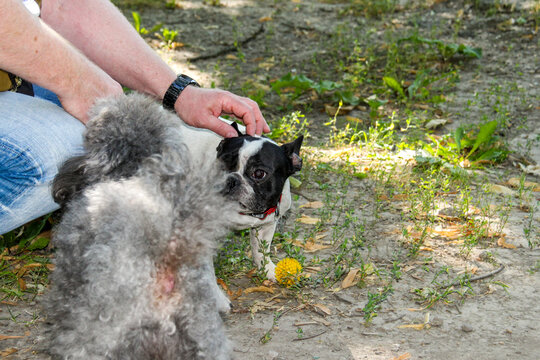white French bulldog looks at gray poodle, muzzle to muzzle, two dogs play with  yellow ball, profile, 