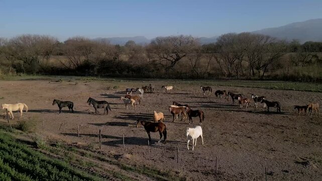 Aerial view of a horse herd shifting across a sunlit dusty enclosure
