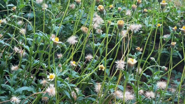 Wild White and Yellow Flowers Swaying in Green Meadow