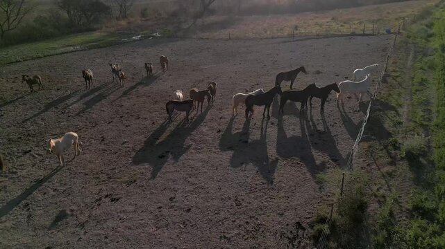 Aerial view of a horse herd casting long shadows on dusty ground