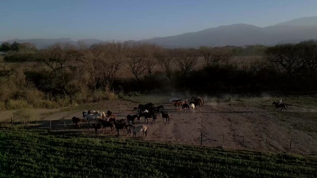 Aerial view of a horse herd gathered beside a rural fence line