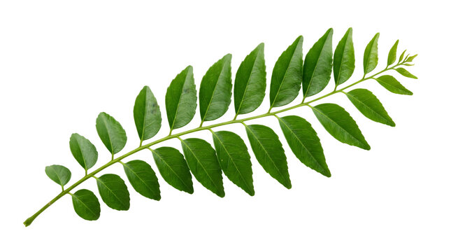 Fresh green curry leaves branch isolated on transparent background