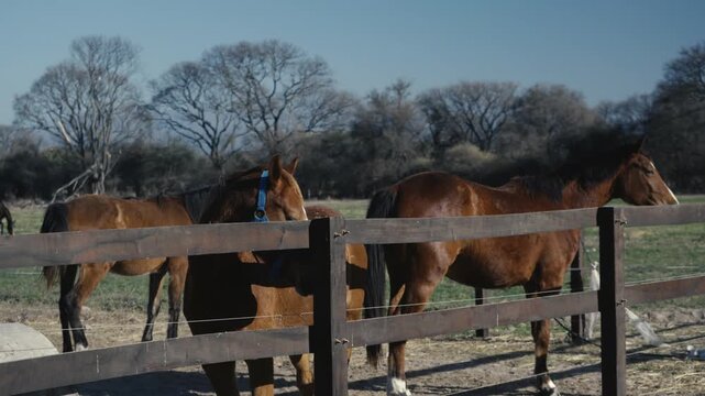 Horses grazing peacefully behind a wooden paddock fence