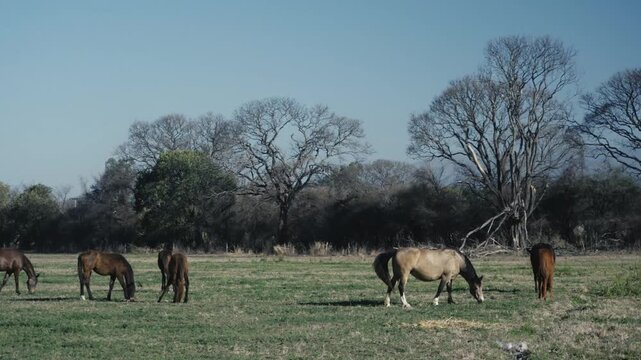 Horses grazing calmly in a bare tree lined pasture