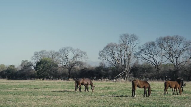 Small herd of horses grazing calmly beneath bare winter trees