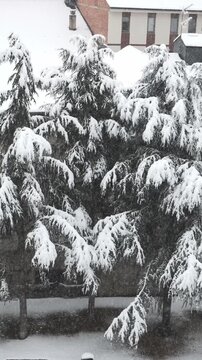 Heavy snow falling on evergreen trees in winter
