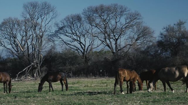 Small herd of horses grazing under leafless winter trees