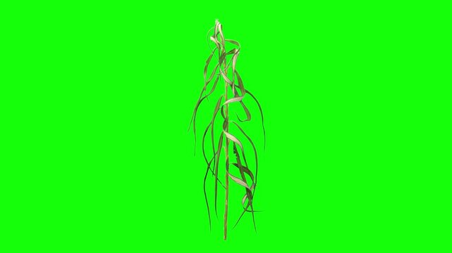 Time lapse of wilting and fading willow (sallow or osier) branch leaves isolated on a green chroma key background