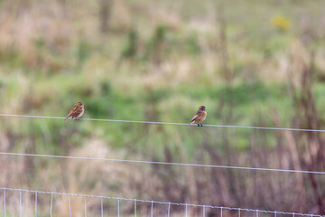 Fototapeta premium Stonechat and reed bunting on a fence