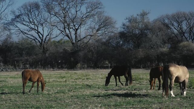 Horses grazing quietly in a sunlit autumn pasture