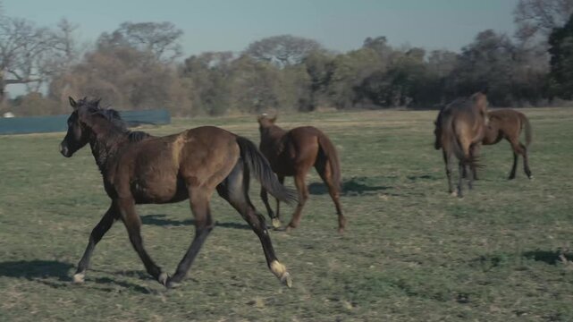 Herding dog darts around a small horse herd in an open field