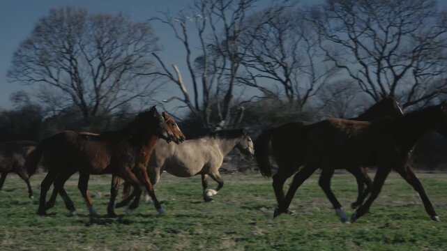 Small herd of horses trotting briskly across an open winter pasture