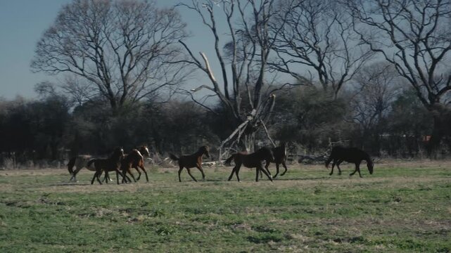 Small horse herd cantering swiftly across a bare winter pasture