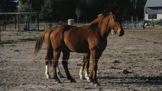 Bay horses stand calmly together in a dusty paddock