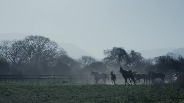 Horses trot and gather in silhouette through misty pasture haze