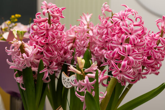 Pink Hyacinth Flowers Blooming in Decorative Arrangement