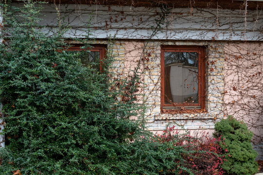 Ivy-Covered House Facade with Windows and Dense Shrubs