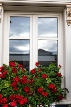 Red Geranium Flowers Decorating an Elegant White Window