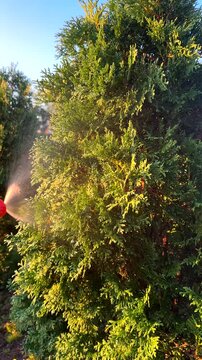 Gardener services, garden maintenance, and care. Gardener waters thuja tree in garden in yard. Watering arborvitae tree in garden. Сonifer tree Watering on sunset.