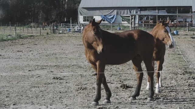 Two horses walk side by side across a dusty paddock