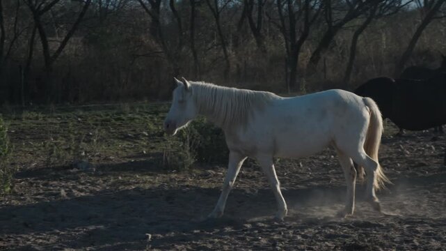 Pale horse strides through dust with dark herd trailing behind